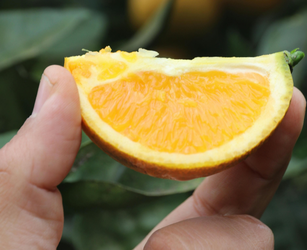 Glowing Skin & Wellness: Beauty from Within